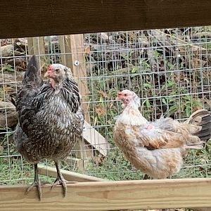 Puff and Bertha, my Easter Egger hens