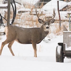 Deer_XA299720_10-29-2019-001