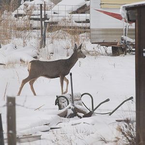 Deer_XA299714_10-29-2019-001