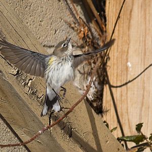 Yellow-rumped_warbler_XA289696_10-28-2019-001
