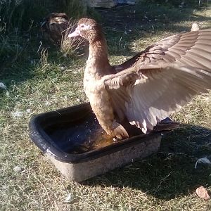 Magnificent Marvelous Muscovy Hen