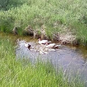 The ducklings 1st swim in the creek!