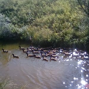 The quackers in the creek