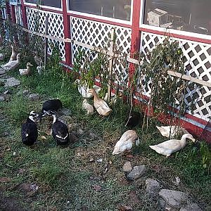 Thanksgiving Day for the Duckies