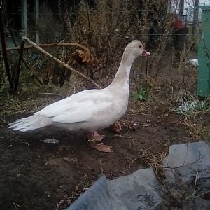Another pic of my beloved buff Muscovy hen - Matana Muscovette