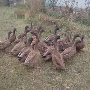 A group pic of all the quackers altogether