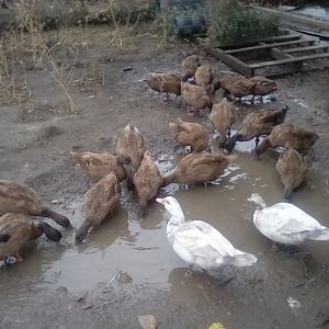 Dirty Ducks!