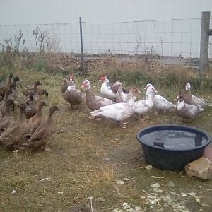 A group pic of ALL my ducks together!