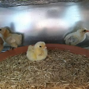 More chicks