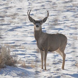 Mule_deer_buck_XA319726_10-31-2019-001