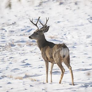 Mule_deer_buck_XA319724_10-31-2019-001