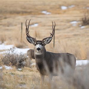 Mule_deer_buck_XB059759_11-05-2019-001