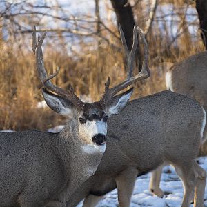 Deer_XC230239_12-23-2010-001