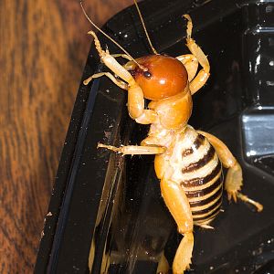 Jerusalem_cricket_UB054363_11-05-2019-001