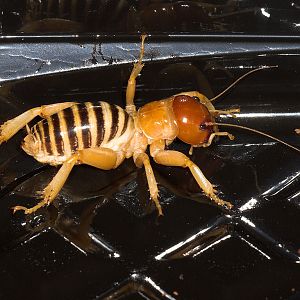 Jerusalem_cricket_UB054364_11-05-2019-001