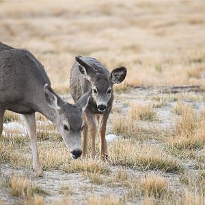 Mule_deer_doe_and_fawn_XB059779_11-05-2019-001