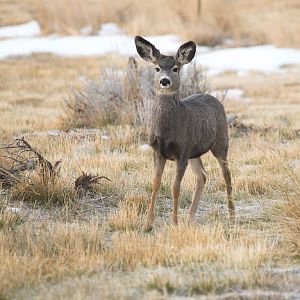 Mule_deer_fawn_XB059773_11-05-2019-001
