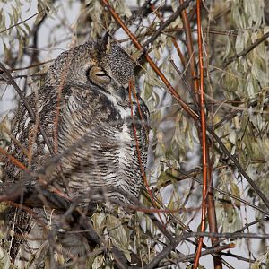 Great_horned_owl_XB069794_11-06-2019-001