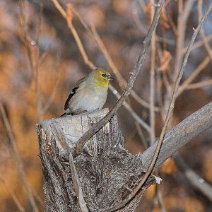 American_goldfinch_XB079800_11-07-2019-001