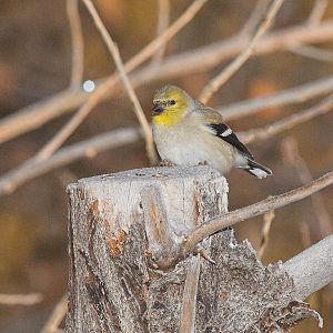 American_goldfinch_XB079806_11-07-2019-001