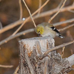 American_goldfinch_XB079807_11-07-2019-001
