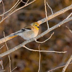 American_goldfinch_XB079810_11-07-2019-001
