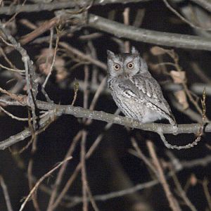 Screech_owl_XB292986_11-29-2012-001