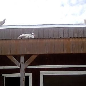 Ducks on the roof!