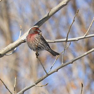 House_finch_XB119848_11-11-2019-001