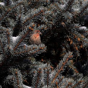 House_finch_XB119852_11-11-2019-001