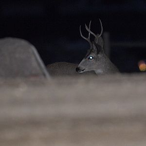 Deer_XB129864_11-12-2019-001