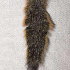 Fox_squirrel_tail_XB169873_11-16-2019-001