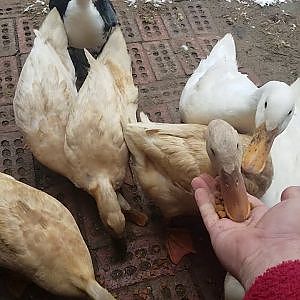 First snow for some of the Duckies