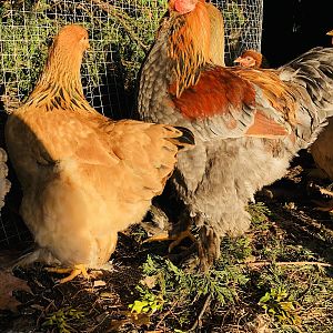 Brahma chickens