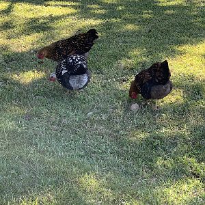 Henrietta(SLW), Daisy & Dutchess(GLW's)