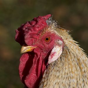 Rose_comb_legbar_rooster_XB089827_11-08-2019-001