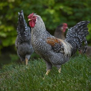 Rose_comb_legbar_cockerel_X7318922_07-31-2019-001