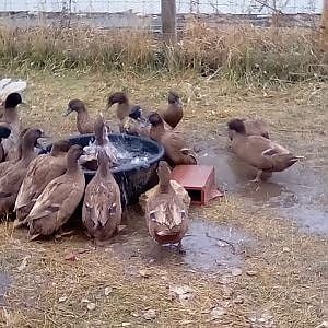 My Beloved Ducks, November 20, 2019