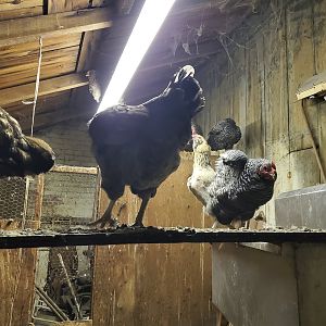 Yard flock