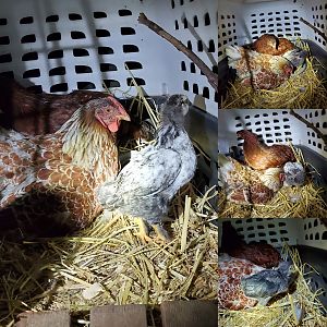 House flock
