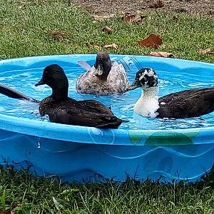 Call ducks!