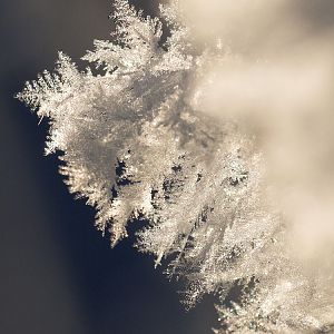 Frost_UB224380_11-22-2019-001