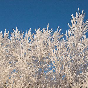 Frost_XB229896_11-22-2019-001