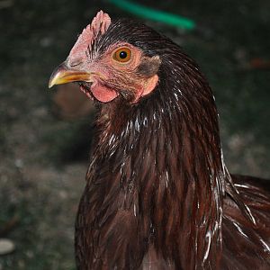 Ronnie