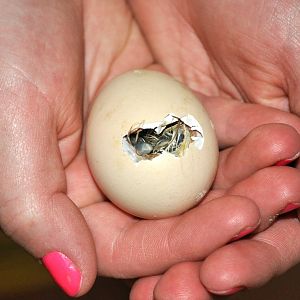 Penguin Hatching