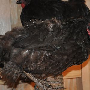 First Chickens