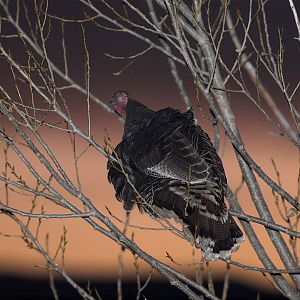 Bronze_turkey_XB239924_11-23-2019-001
