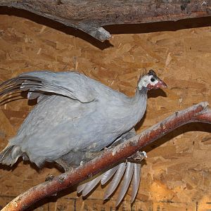 Sky_blue_guinea_XB229911_11-22-2019-001
