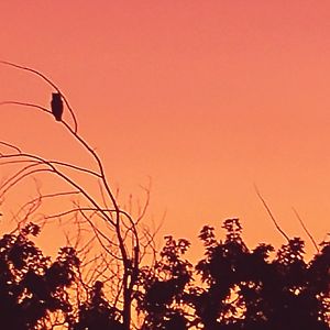 Owl At Sunset