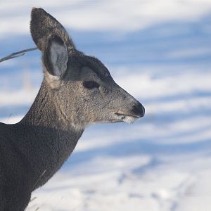 Deer_XB289936_11-28-2019-001